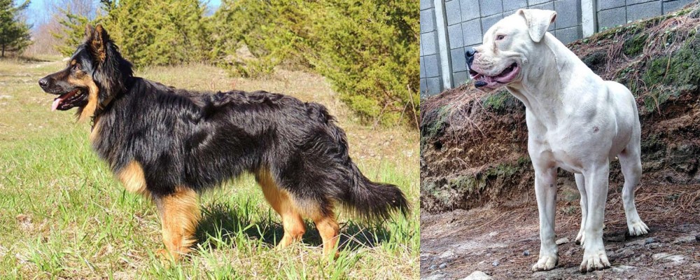 Dogo Guatemalteco vs Bohemian Shepherd - Breed Comparison