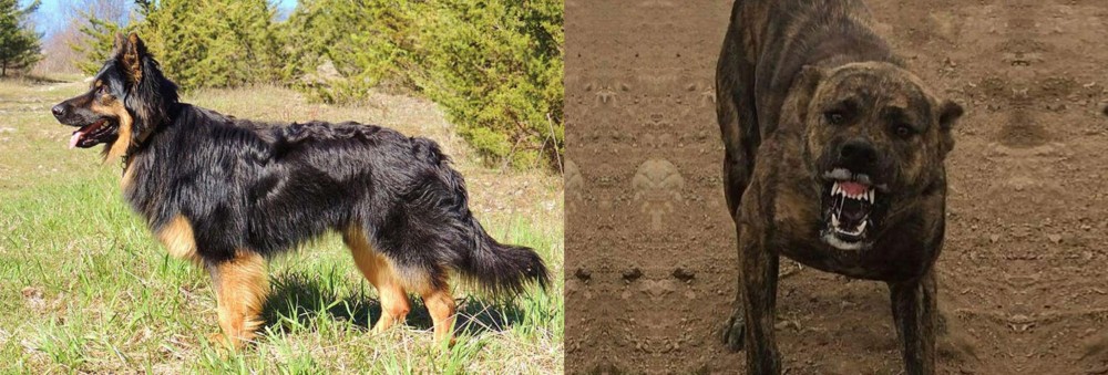 Dogo Sardesco vs Bohemian Shepherd - Breed Comparison