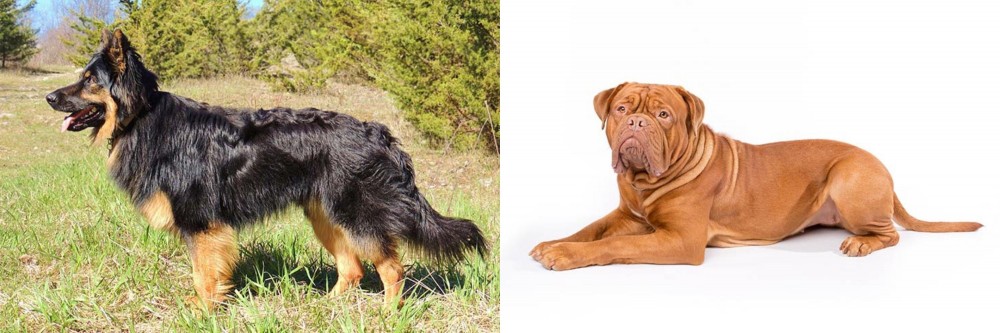 Dogue De Bordeaux vs Bohemian Shepherd - Breed Comparison
