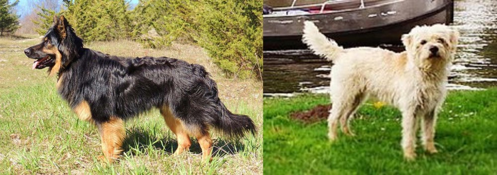 Dutch Smoushond vs Bohemian Shepherd - Breed Comparison