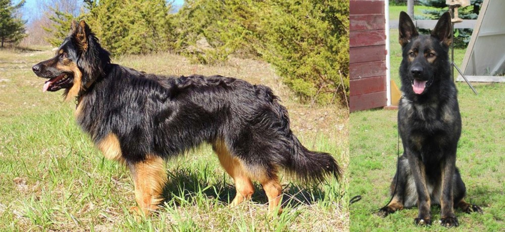 East German Shepherd vs Bohemian Shepherd - Breed Comparison