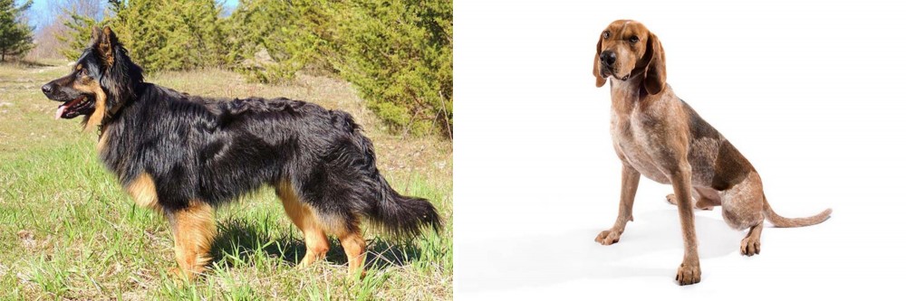 English Coonhound vs Bohemian Shepherd - Breed Comparison