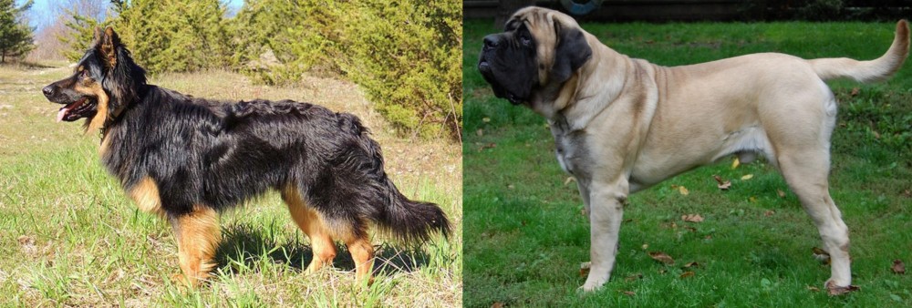 English Mastiff vs Bohemian Shepherd - Breed Comparison