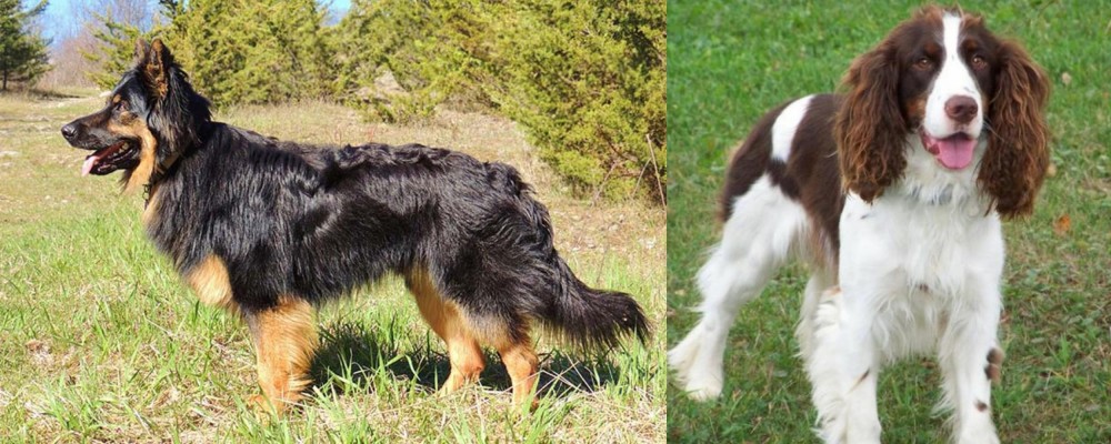 English Springer Spaniel vs Bohemian Shepherd - Breed Comparison