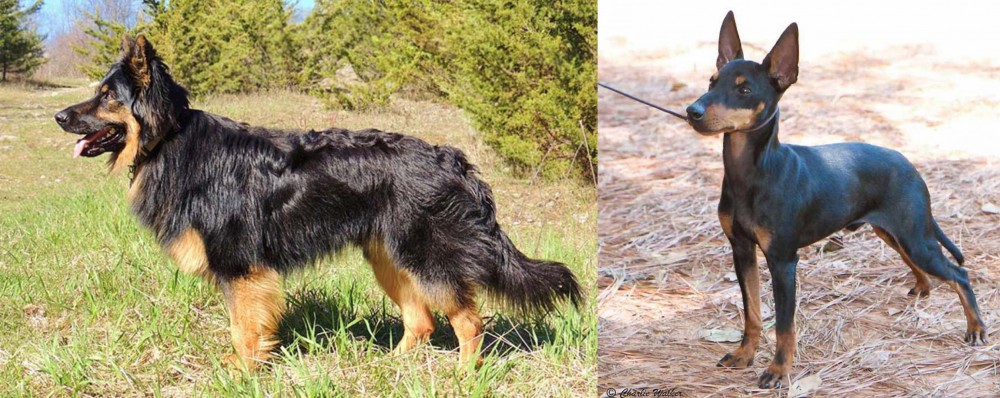 English Toy Terrier (Black & Tan) vs Bohemian Shepherd - Breed Comparison