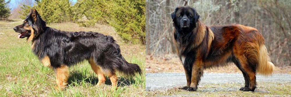 Estrela Mountain Dog vs Bohemian Shepherd - Breed Comparison