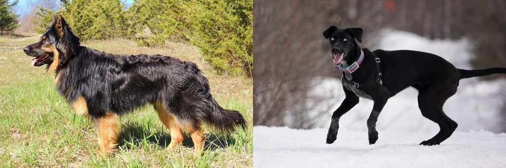 Eurohound vs Bohemian Shepherd - Breed Comparison