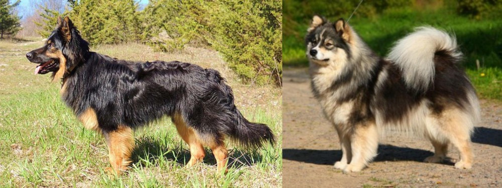 Finnish Lapphund vs Bohemian Shepherd - Breed Comparison