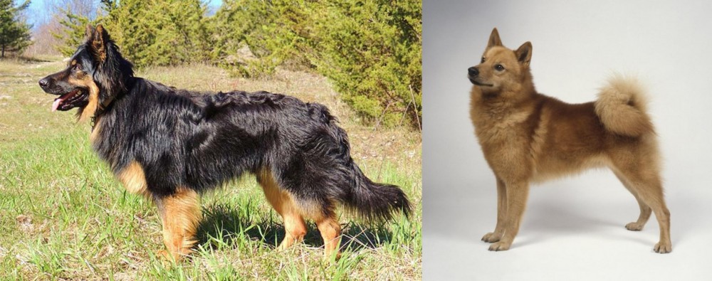 Finnish Spitz vs Bohemian Shepherd - Breed Comparison