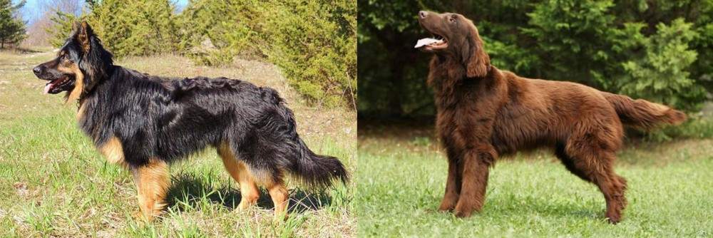 Flat-Coated Retriever vs Bohemian Shepherd - Breed Comparison