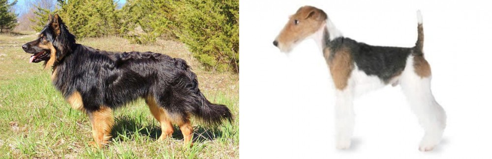 Fox Terrier vs Bohemian Shepherd - Breed Comparison