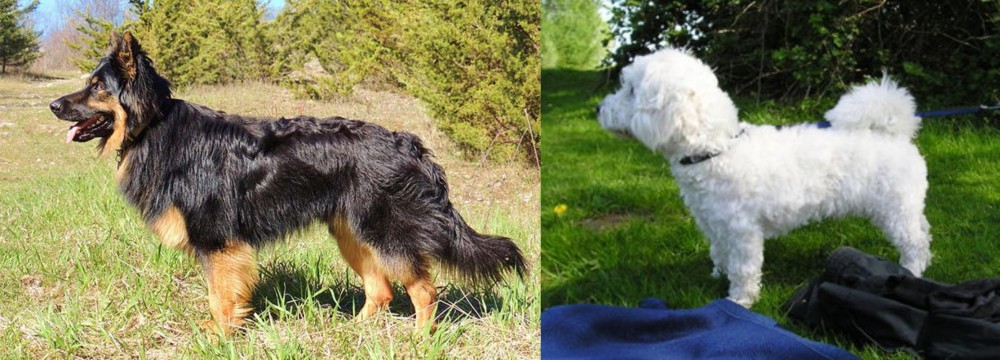 Franzuskaya Bolonka vs Bohemian Shepherd - Breed Comparison