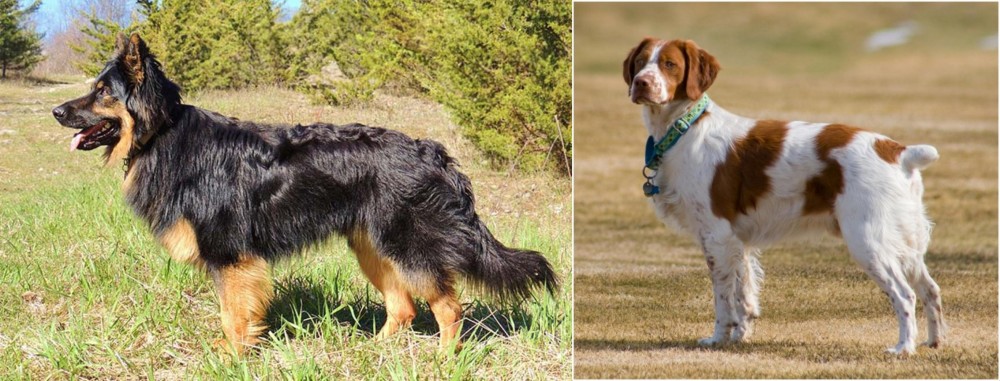 French Brittany vs Bohemian Shepherd - Breed Comparison