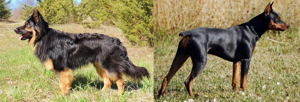 German Pinscher vs Bohemian Shepherd - Breed Comparison