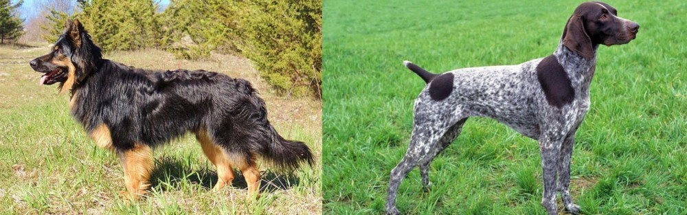 German Shorthaired Pointer vs Bohemian Shepherd - Breed Comparison