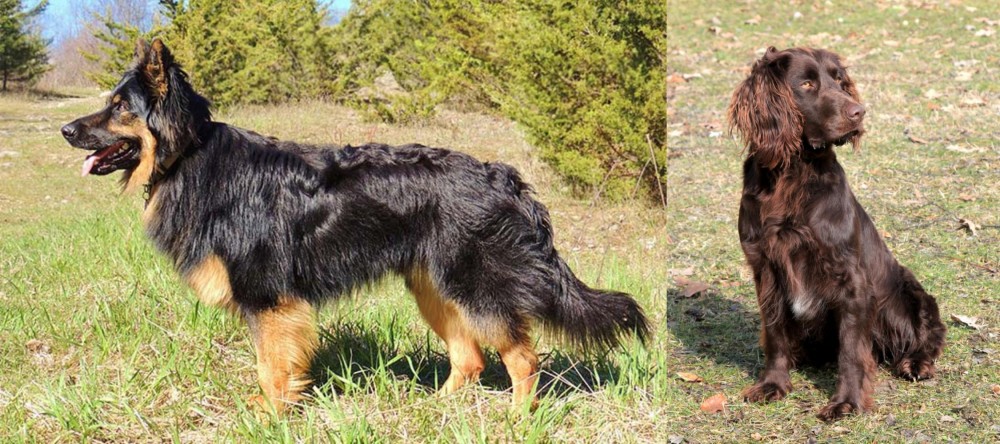 German Spaniel vs Bohemian Shepherd - Breed Comparison