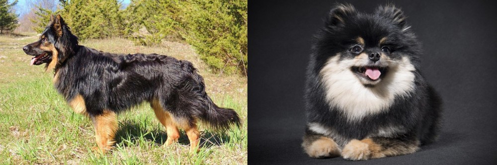 German Spitz (Klein) vs Bohemian Shepherd - Breed Comparison