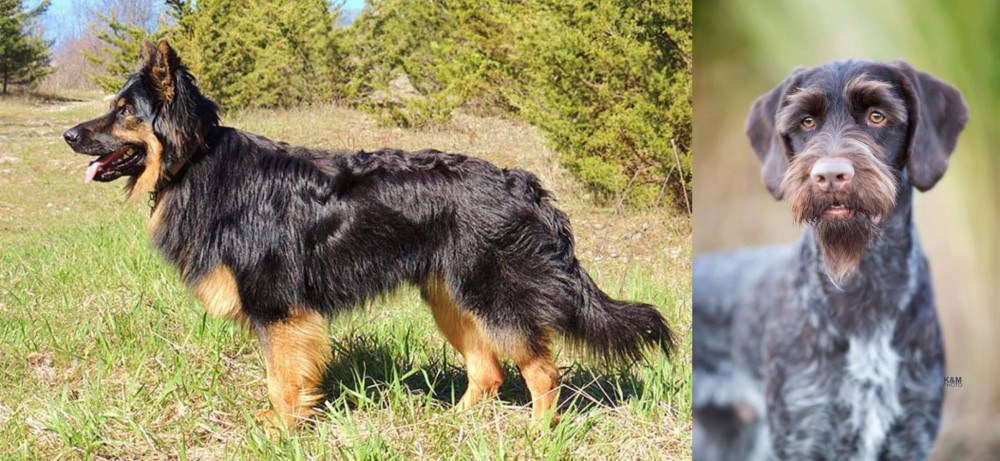 German Wirehaired Pointer vs Bohemian Shepherd - Breed Comparison