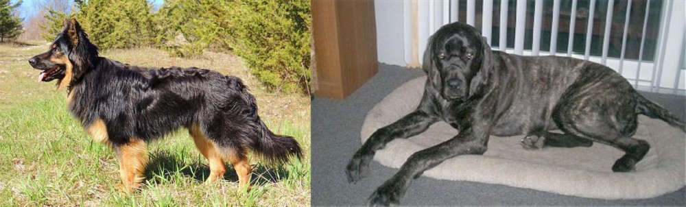 Giant Maso Mastiff vs Bohemian Shepherd - Breed Comparison