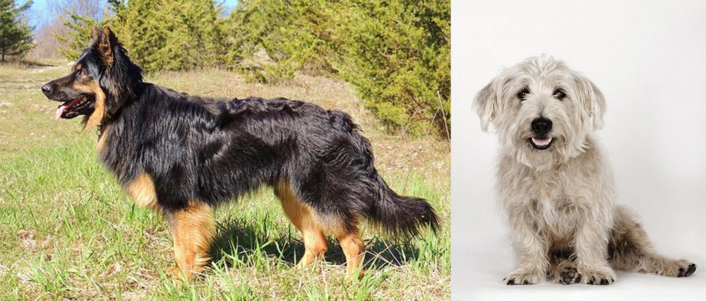 Glen of Imaal Terrier vs Bohemian Shepherd - Breed Comparison