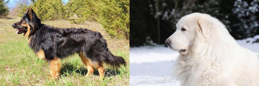 Great Pyrenees vs Bohemian Shepherd - Breed Comparison