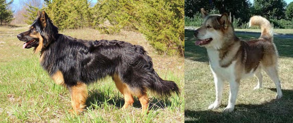 Greenland Dog vs Bohemian Shepherd - Breed Comparison