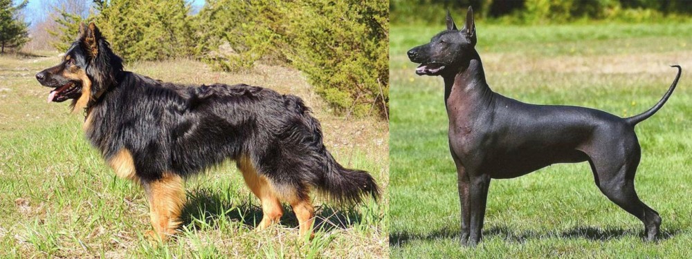 Hairless Khala vs Bohemian Shepherd - Breed Comparison