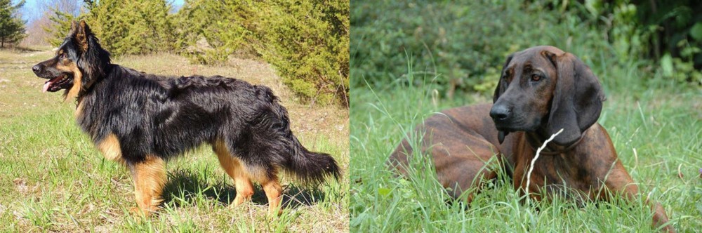 Hanover Hound vs Bohemian Shepherd - Breed Comparison