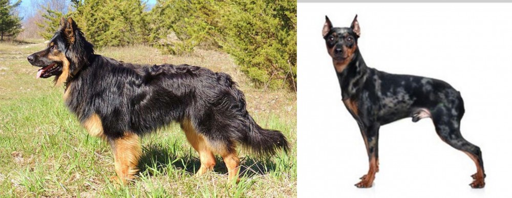 Harlequin Pinscher vs Bohemian Shepherd - Breed Comparison