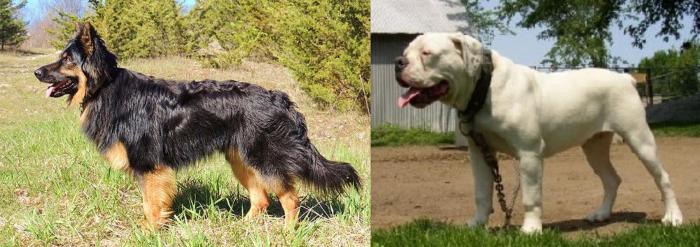 Hermes Bulldogge vs Bohemian Shepherd - Breed Comparison
