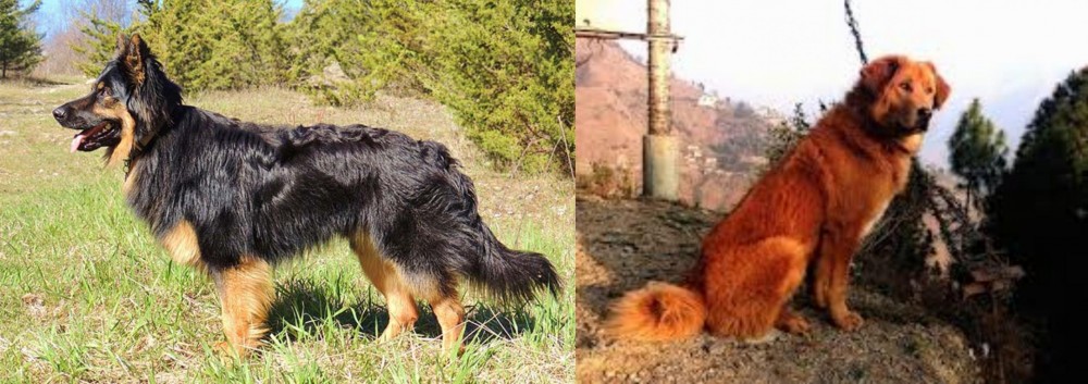 Himalayan Sheepdog vs Bohemian Shepherd - Breed Comparison