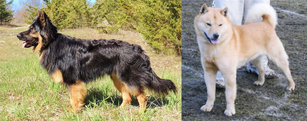 Hokkaido vs Bohemian Shepherd - Breed Comparison