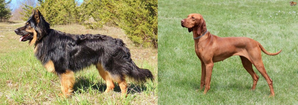 Hungarian Vizsla vs Bohemian Shepherd - Breed Comparison