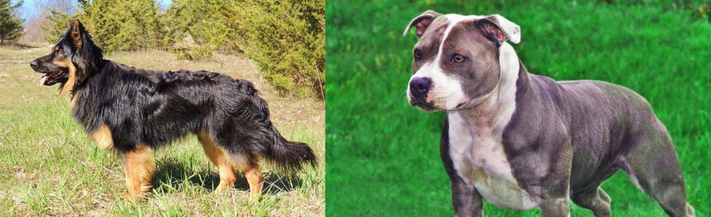 Irish Staffordshire Bull Terrier vs Bohemian Shepherd - Breed Comparison