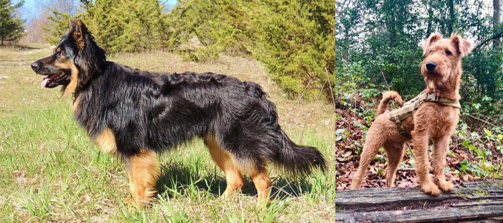Irish Terrier vs Bohemian Shepherd - Breed Comparison