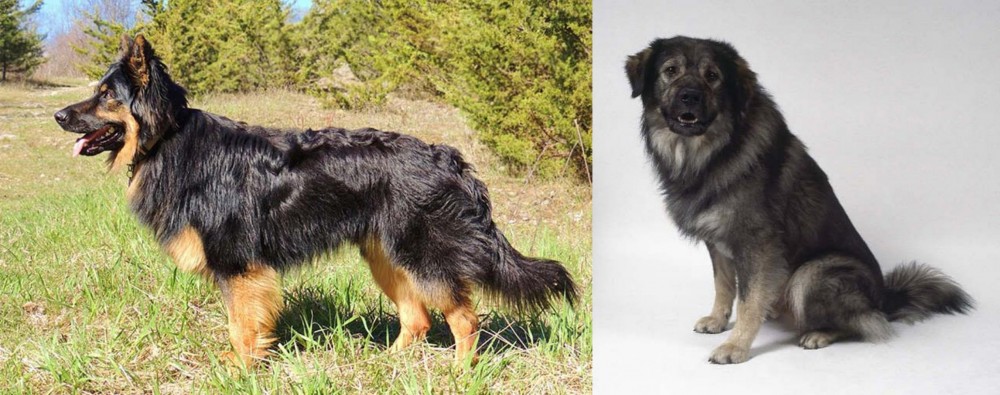 Istrian Sheepdog vs Bohemian Shepherd - Breed Comparison