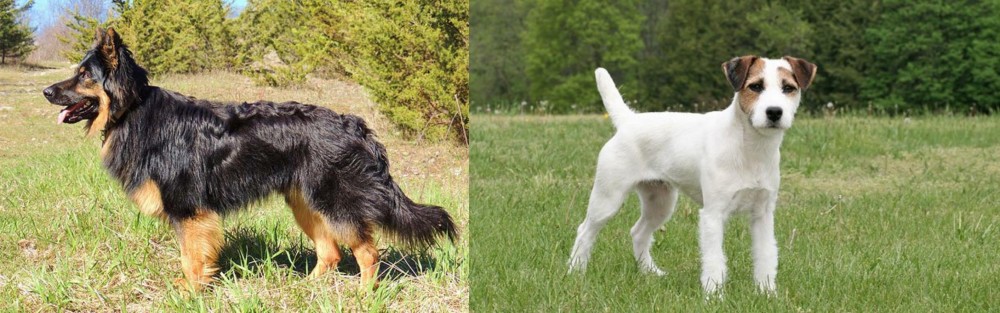 Jack Russell Terrier vs Bohemian Shepherd - Breed Comparison