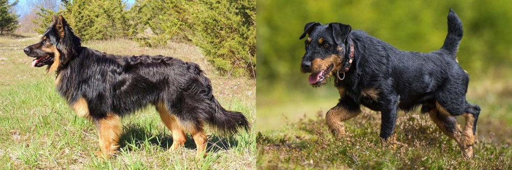 Jagdterrier vs Bohemian Shepherd - Breed Comparison