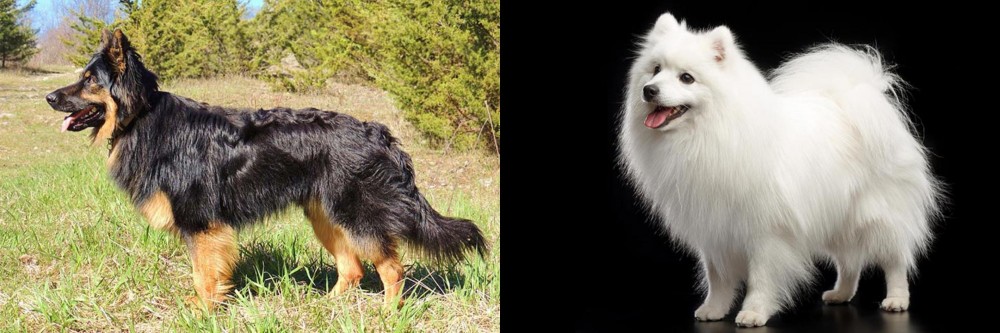 Japanese Spitz vs Bohemian Shepherd - Breed Comparison
