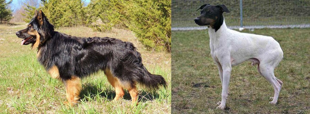 Japanese Terrier vs Bohemian Shepherd - Breed Comparison