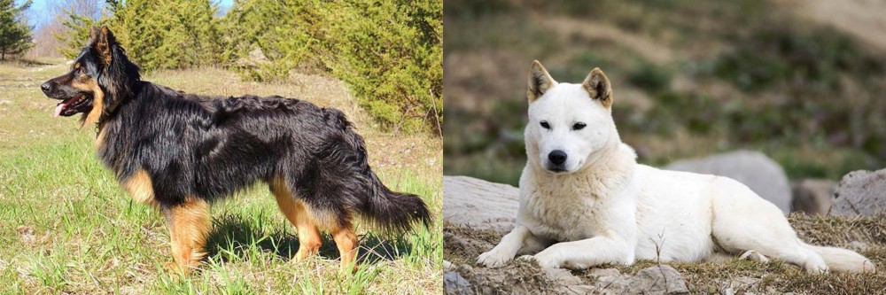 Jindo vs Bohemian Shepherd - Breed Comparison