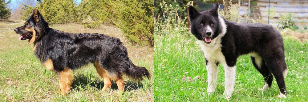 Karelian Bear Dog vs Bohemian Shepherd - Breed Comparison