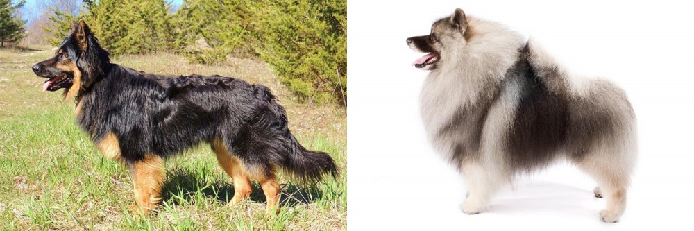 Keeshond vs Bohemian Shepherd - Breed Comparison