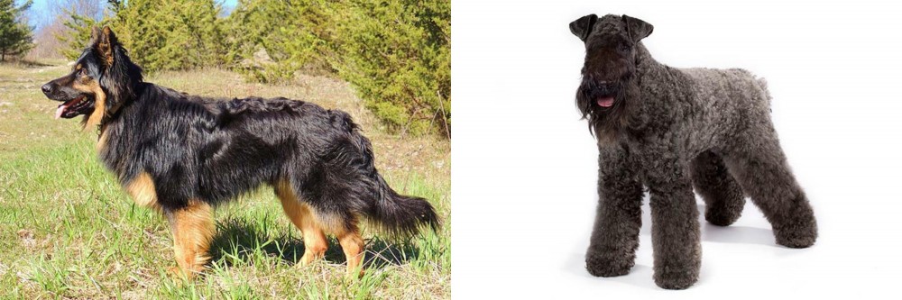 Kerry Blue Terrier vs Bohemian Shepherd - Breed Comparison