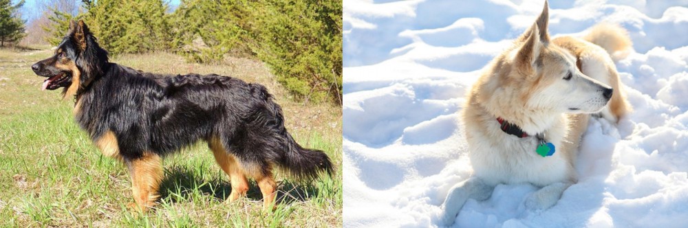 Labrador Husky vs Bohemian Shepherd - Breed Comparison