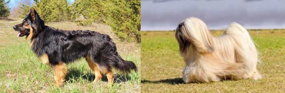 Lhasa Apso vs Bohemian Shepherd - Breed Comparison
