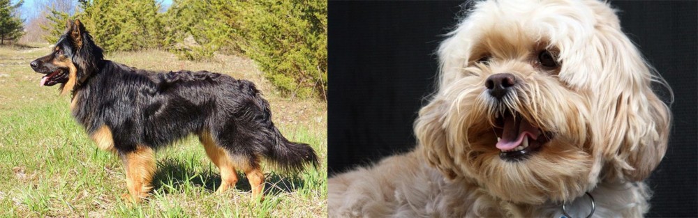 Lhasapoo vs Bohemian Shepherd - Breed Comparison