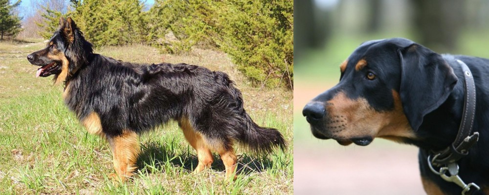 Lithuanian Hound vs Bohemian Shepherd - Breed Comparison