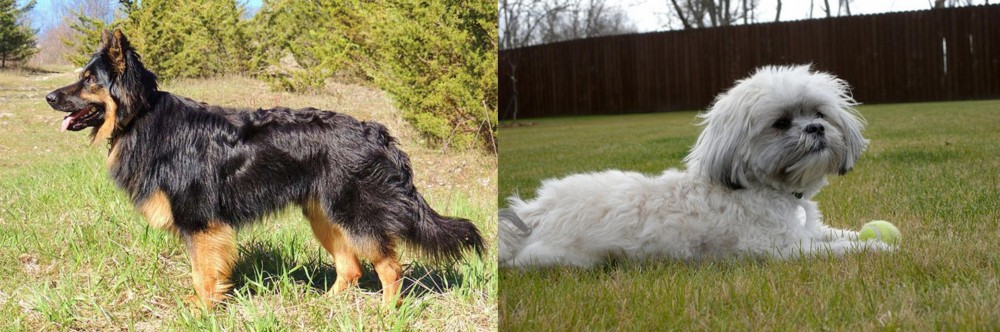 Mal-Shi vs Bohemian Shepherd - Breed Comparison