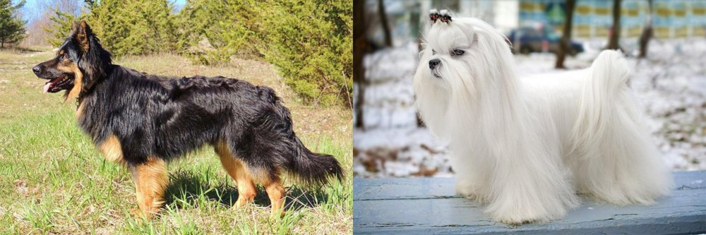 Maltese vs Bohemian Shepherd - Breed Comparison